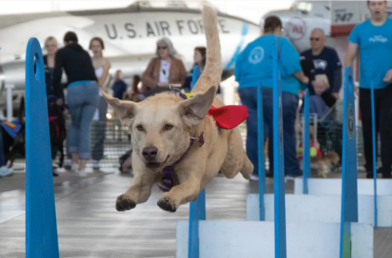 Seattle FlyDogs at Museum of Flight